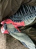 Woman Within 100% Cotton Blue Jeans Size 14 - photo 5