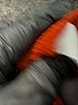 Cato Chevron-herringbone Orange Dress Pants Size L - photo 8
