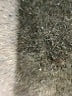 Unbranded Tweed Silver Ivory Swimsuit Top Size L - photo 3