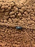 Unbranded Brown Coat Size L - photo 6