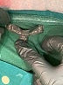 Lucca Couture 100% Polyester Stars Green Cocktail Dress Size XS - photo 7