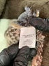 Davi & Dani Animal Print Brown Pullover Sweater Size L - photo 8