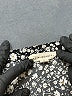 LA Hearts Floral Black Casual Skirt Size M - photo 4