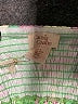 Camila Coelho 100% Polyester Green Tank Top Size M - photo 7