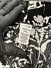 West Loop 100% Rayon Print Black Shorts Size Lg - XL - photo 3