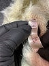 Assorted Brands Ivory Turtleneck Sweater Size L - photo 7