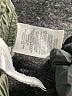 Lou & Grey Solid Green Cargo Pants Size M - photo 8