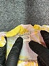 Billabong Tropical Yellow Romper Size M - photo 4