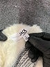 Jack by BB Dakota Chevron-herringbone Ivory Pullover Sweater Size L - photo 7