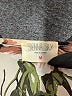 Sienna Sky 100% Polyester Ivory Short Sleeve Blouse Size M - photo 7