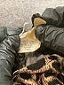 Unbranded Animal Print Brown Casual Dress Size 3X - photo 7