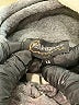Gameday couture Silver Sweatshirt Size M - photo 7