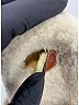 Chloé 100% Leather Tan Ivory Ochre Wavy Shearling Slide Size EU 41 - photo 3