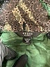 Guess 100% Cotton Camo Green Romper Size 29 waist - photo 4