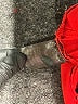 Unbranded Red Track Pants Size 24 - photo 8