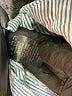 Eliane Rose Checkered-gingham Blue Casual Pants Size 6 - photo 5
