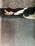 Torrid Black Kimono Size 1X (1) - photo 7