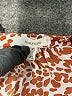 Maurices 100% Polyester Animal Print Brown Short Sleeve Blouse Size XL - photo 7