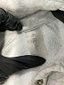 AS Revival Silver Sweatshirt Size XS - photo 7