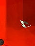 Baleaf Sports Red Track Jacket Size M (estimated) - photo 6