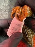 Find Me 100% Polyester Gold Brown Long Sleeve Blouse Size XXXL - photo 9
