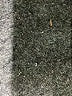 J.Crew Black Jeggings Size 30 waist - photo 5