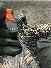 Love Tree 100% Rayon Paisley Black Gold Casual Pants Size S - photo 8