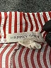 Happily Grey 100% Polyester Stripes Red Shorts Size M - photo 3