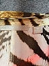 Sunny Leigh Animal Print Gold Long Sleeve Blouse Size M - photo 7