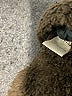 Jen & Co Brown Coat Size S - photo 7