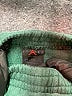 Air Jordan Solid Green Casual Pants 18-24 MO / 24 MO - photo 3