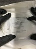 Ann Taylor Ivory Jeans Size 2 Petite - photo 5