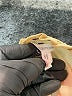 Maurices 100% Polyester Tan Long Sleeve Blouse Size XL - photo 7