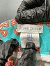 Sigrid Olsen Print Teal Board Shorts Size 4 - photo 3