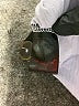 Sanctuary Gray Sleeveless Top Size XXL - photo 8
