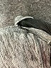 Joseph Ribkoff Gray 3/4 Sleeve Top Size 8 - photo 8