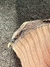 J.Crew Chevron-herringbone Tan Turtleneck Sweater Size XXS - photo 8