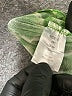Unbranded Green Long Sleeve Blouse Size S - photo 7