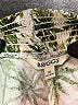 Briggs Tropical Green Shorts Size XL - photo 3