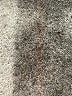 Theory Solid Black Active Pants Size 2 - photo 9