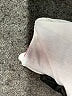 Levi's White Short Sleeve T-Shirt Size S - photo 8