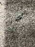 BONDI BORN 100% Acetate Metallic Silver Cocktail Dress Size XS - photo 7