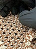 Modern Essentials Brown Casual Dress Size S - photo 7