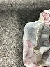 Zeagoo Floral Ivory Windbreaker Size L (estimated) - photo 7