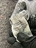 Carve Designs Solid Gray Casual Pants Size 6 - photo 8