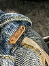 Free People Blue Denim Jacket Size S - photo 6