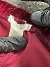 Bozzolo Metallic Burgundy Athletic Shorts Size L - photo 3