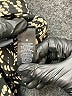 Axcess 100% Polyester Animal Print Gold Casual Skirt Size M - photo 5