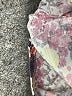Boden Print Pink Casual Dress Size 8L - photo 8