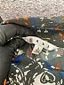 CAbi Print Silver Long Sleeve Button-Down Shirt Size L - photo 7